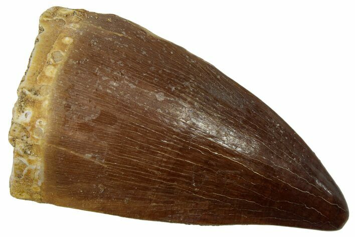 Fossil Mosasaur (Prognathodon) Tooth - Morocco #247908